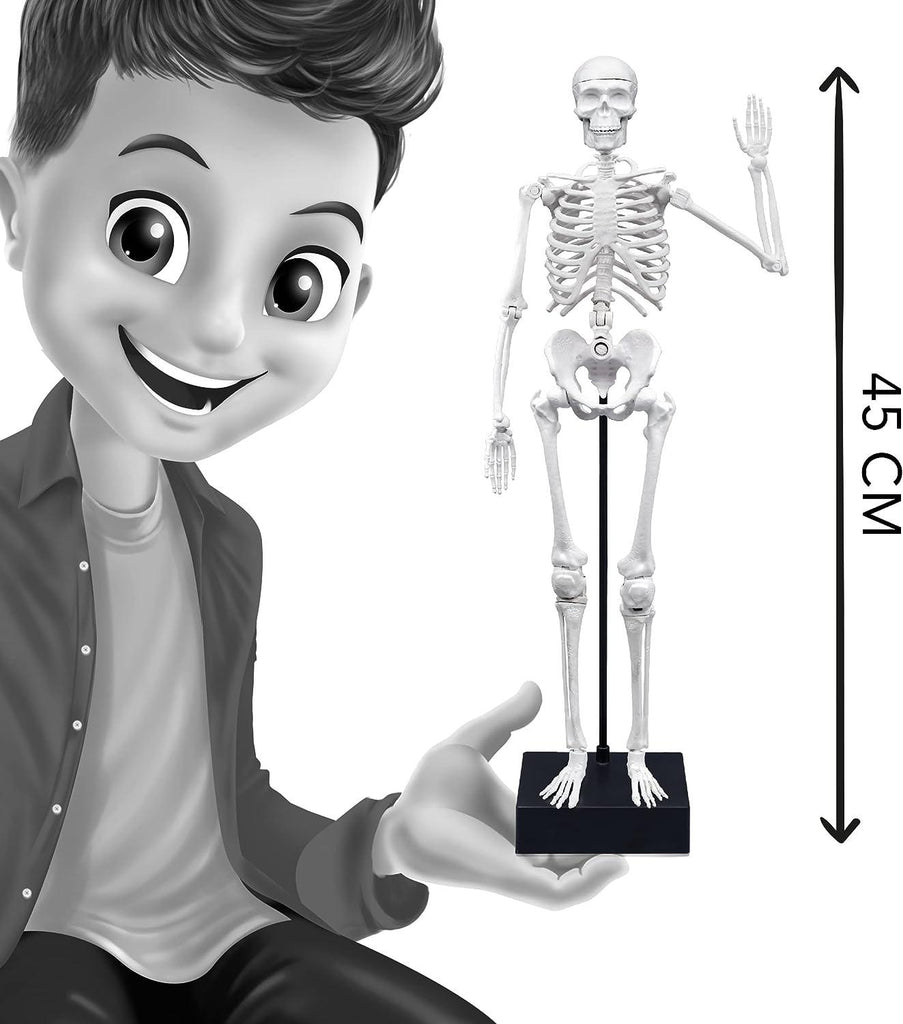 BUKI France Skeleton 45cm - TOYBOX Toy Shop