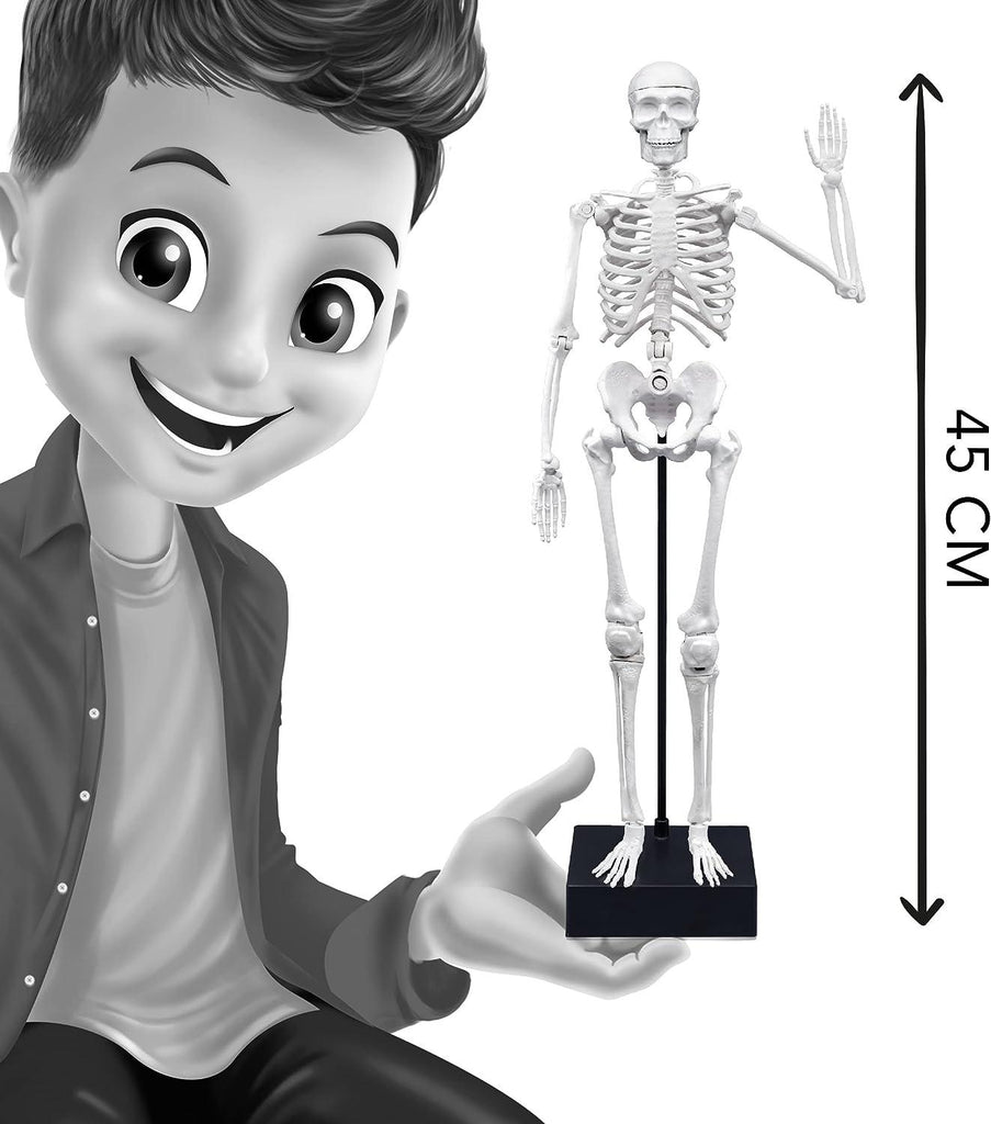 BUKI France Educational Skeleton 45cm - TOYBOX Toy Shop