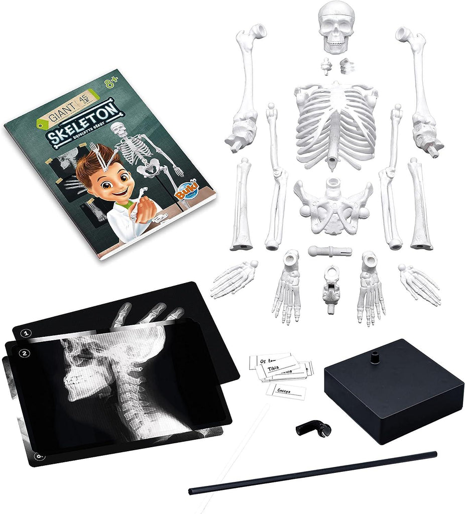 BUKI France Skeleton 45cm - TOYBOX Toy Shop