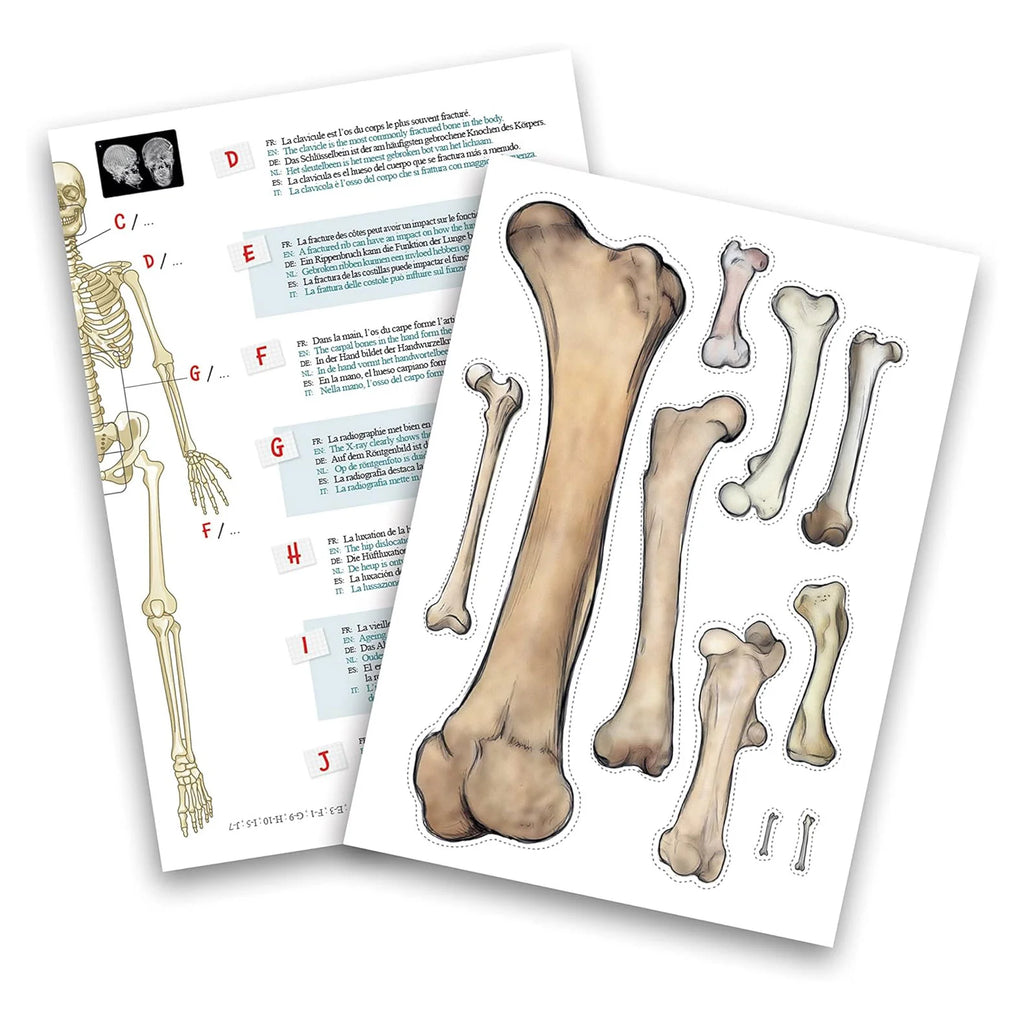 BUKI France Educational Skeleton 80cm - TOYBOX Toy Shop