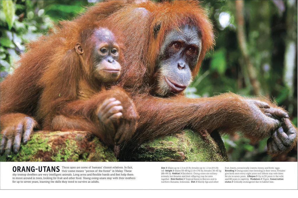 Our World in Pictures The Animal Book Hardback - TOYBOX Toy Shop