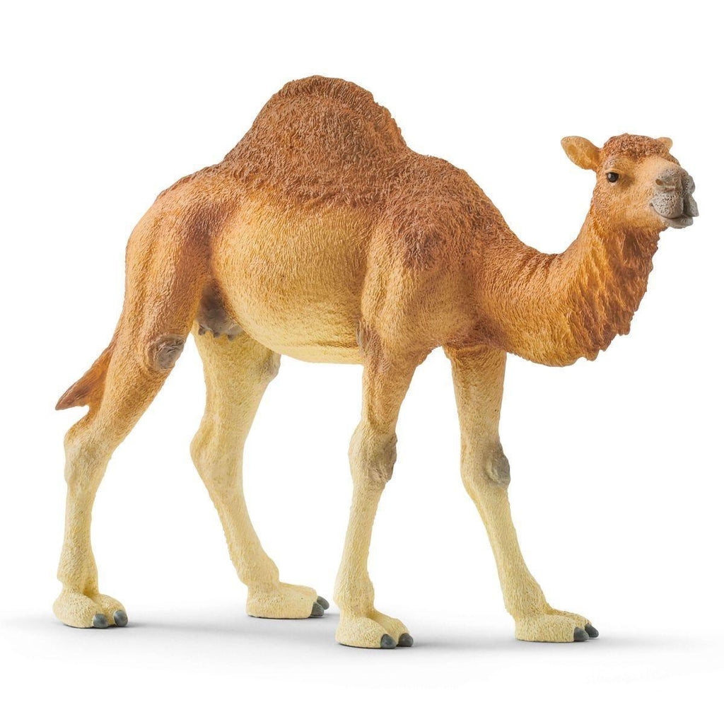 Schleich 14832 Dromedary One-Humped Camel Figure - TOYBOX Toy Shop Cyprus